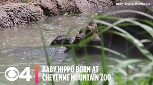 7.8K views · 221 reactions | Cuteness Alert: A baby hippo was born Tuesday at Cheyenne Mountain Zoo! Just look at those little ears wiggle! See more video and find out about seeing the pair in person: https://cbsloc.al/2V5SObG | CBS Colorado | Facebook