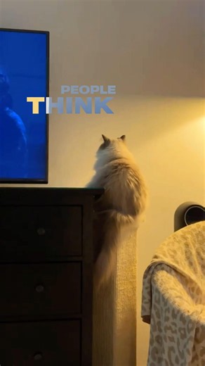 Why Do Cats Stare at Nothing?
