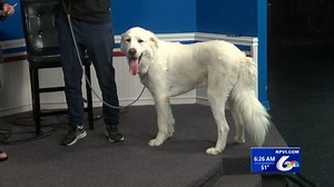 Max Debuts on Tail-Wagger Wednesday