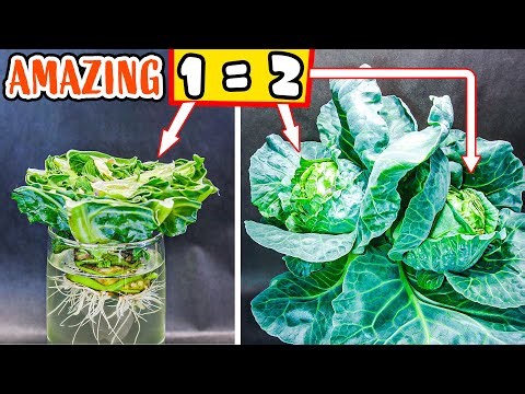 Cabbage plant growing from scrap to harvest time lapse (106 days)