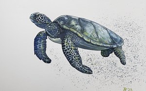 How to Draw and Paint a Sea Turtle in Watercolors and Ink | Alicia Puran | Skillshare