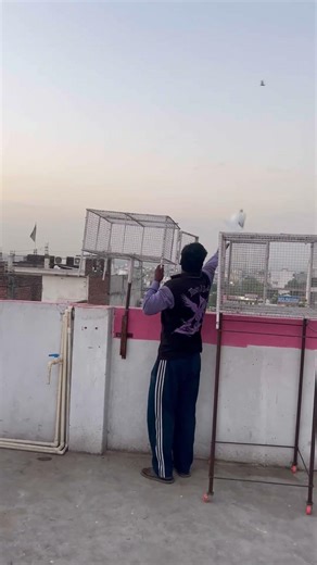 Kabootar🕊️ki video #kabutar #pigeon #birds #rabbit #tigerpigeon #kabutarbazi #pets #petsvlog#vlogs