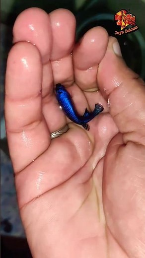 ‼️Betta Breeding 🤩 - 👽Alien Betta Breeding Part 1✅ - Breed Aguma ⁉️|#trending #viralvideo #tamil