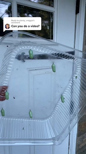Moving Monarch Butterfly Chrysalis to Mesh Enclosure | Butterfly Rearing Tips