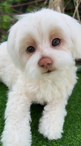 Maltese Puppy Plush: Realistic Pet Replica, Soft Sculpture (made to Order) - Etsy