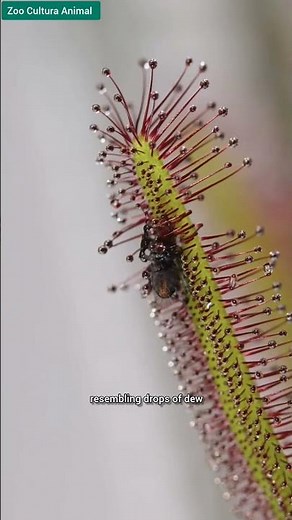 The Carnivorous Cape Sundew. Sticky Leaves.
