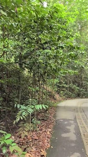 31 Dec 2025 #Bukit Timah Hill #singapore #hiking