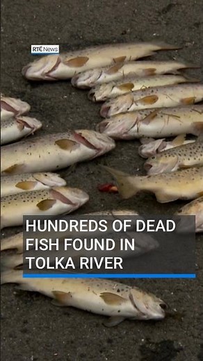 Hundreds of dead fish found in Dublin’s Tolka River #RTÉNews #ireland