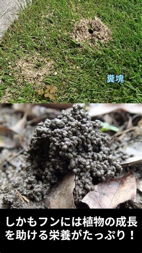 ミミズ 地球を耕す力