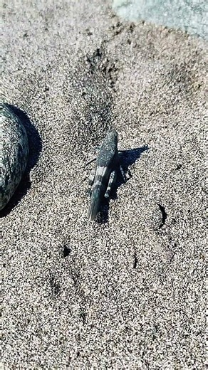 One of the most beautiful Grasshoppers. The banded winged Grasshopper.