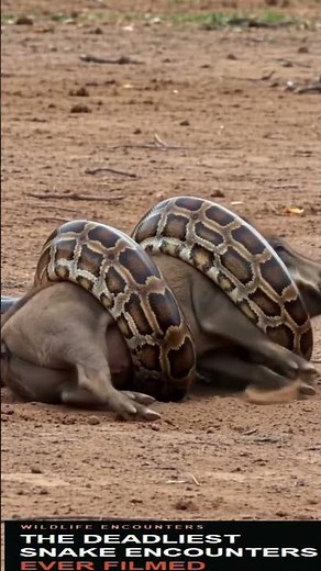 🔥 10 Deadliest Snake Encounters Ever Filmed | Shocking Wildlife Moments Caught on Camera 🔥
