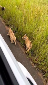 One of the most incredible sightings on a #gamedrivesafari. A lioness lead her two small cubs out of hiding and decided to bring them right up to the road near the car. She proceeded to wait at the back of the vehicle, continuously reassuring them with her soft contact calls and encouraging them to continue following. Not sure how long these little ones had been walking for but they clearly decided that right next to the vehicle was the best place to take a short break 😍🦁 #lioncub #safari #ree