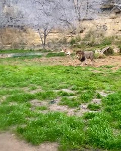 Lion roars never cease to amaze! 🦁🦁🦁 | San Antonio Zoo