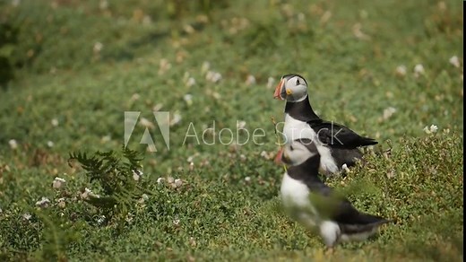 Puffin Flying In Flight Landing on Land on Skomer Island, Atlantic Puffins Flying Fast and Landing at its Burrow