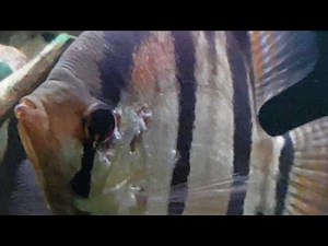 Pterophyllum Scalare 'Santa Isabel' with HLLS orHead and lateral line syndrome, typical for Cichlids