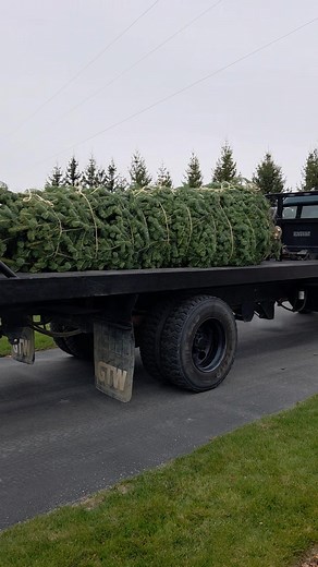 22K views · 411 reactions | This was so cool to see the tree leave on...