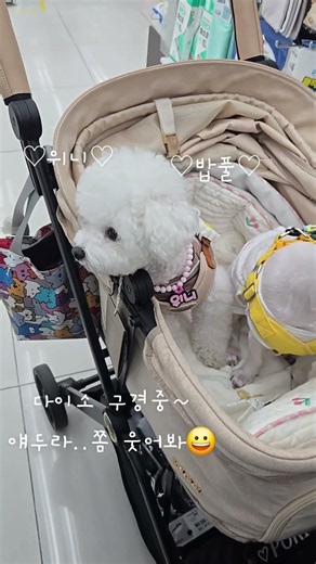 개모차에 무임승차해서 눈치보면서 구석탱이에 쭈그려있는 강생이~#미니비숑#위니#말티즈#밥풀#개모차#무임승차#다이소#cutedog#pet#winnie#weni