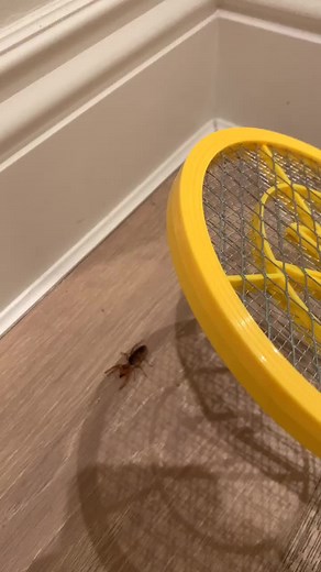 This is an alien insect free zone #gross #alien #alienbugs #bugzappet #satisfying #foryou