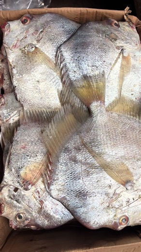 📞 0710561793 Gros Saint-Pierre 20kg disponible ! Ultra frais, qualité premium pour vos meilleurs plats 🐟 #SaintPierre #PoissonFrais #CIV #LivraisonRapide