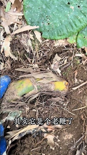 Small tips for digging bamboo shoots #Rural life