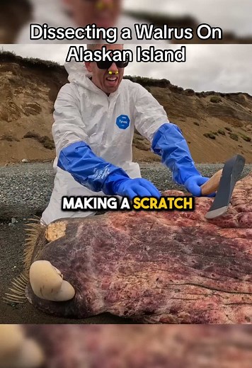 Dissecting a Walrus Head on an Alaskan Island | Luke's Survival Challenge