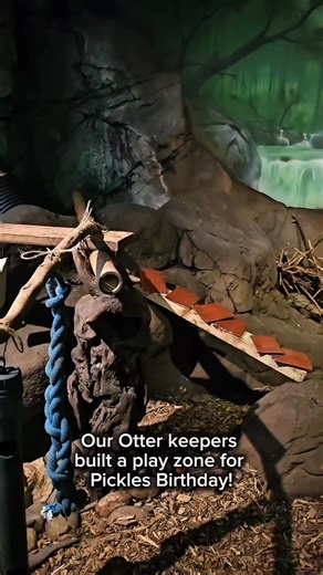 Today we’re celebrating Pickle’s 14th birthday! 🥳 Pickle is one of our female Asian small-clawed otters with a big personality. She has lived at Otter Oasis since 2022 when she joined us from Weymouth SEA LIFE Adventure Park 🦦 Pickle is particularly fond of her friend Mo, and you can often see them having a cuddle. Asian small-clawed otters are classified as vulnerable on the IUCN Red List, and they are, unfortunately, at high risk of extinction in the wild. This is due to a range of factors, 