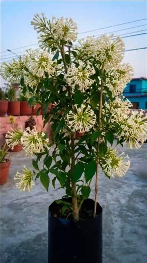 How to grow a jasmine plant from cuttings at home 🌿✨#flowers #garden #jasmine #ytshorts