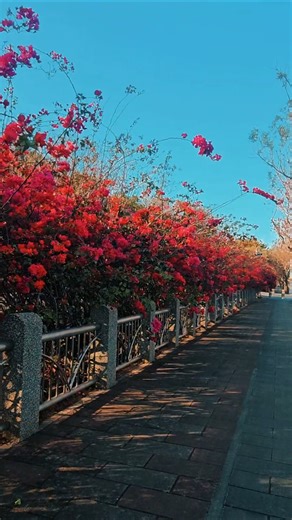 東大公園的九重葛花牆太美了！🌸 #東大公園 #九重葛 #花牆