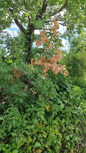 τζιτζίκια # zikaden # цикада # φύση # ζωή # Natur # Leben # природа # жизнь