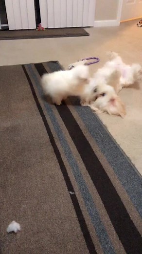 Major fight between the 2 cutest dogs. #foryourpage #fyp #cute #fight #rescueme #ohio