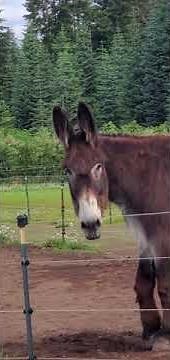 Its Time To Feed The Donkeys & Horses