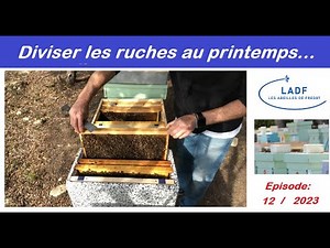 Divide the hives in the spring. #beekeeper #LADF #bees #apiary #beekeeping2023 #livestock