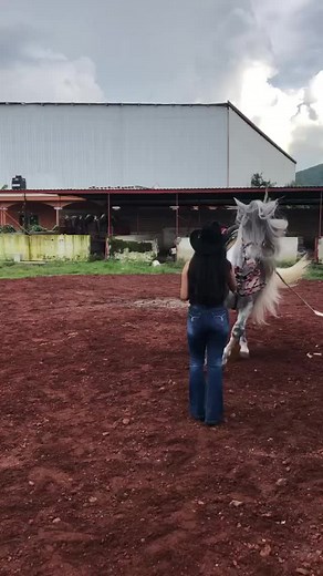 Beautiful Horses Dancing: Friesian and Lusitano Spectacular Show