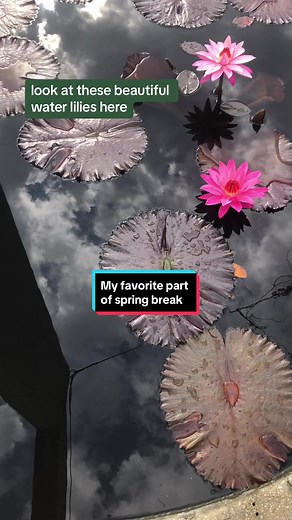 Exploring Naples Botanical Garden | Best Spring Break Spot in Florida