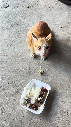 World's Most Satisfying Cat Eating Food Videos