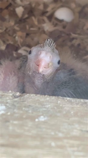 Cockatiel bird baby 🐣| #cockatiel #birds #baby #cockatielbird #parrot #cutebaby #ytshorts #shorts