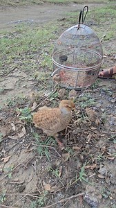 Mother Partridge Digging Termites to Feed Her Babies #birdslover #termites #Partridge #partridgechicks | Birds Lover