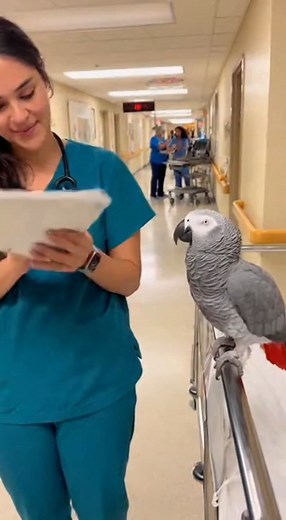 Max Flips Faster😄😄 #talkingbird #talkingparrot #funnybirds #funnypetvideos | Talk With Max