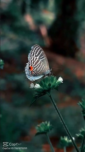 Colorful Butterfly in Slow-Motion Flight ✨🦋