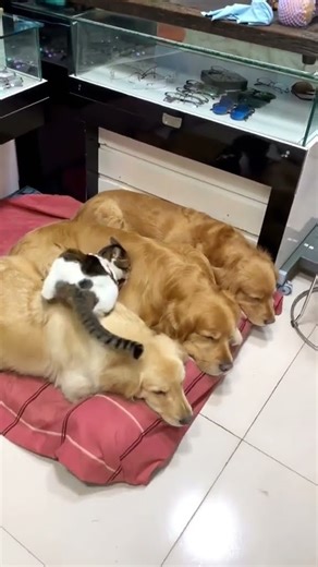 Lovely Dog 🐶❤️ — The Sweetest Friend Ever!