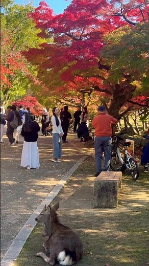 紅葉が綺麗な奈良公園🫎🍁