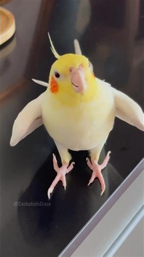 Showtime! Jerry the Cockatiel singing 'Cookie Song', so adorable ✨🦜💖 #cockatielscraze