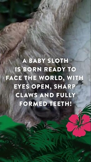 🦥Sloth Giving Birth!