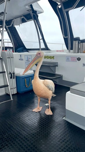 Amazing catamaran tour of Walvis Bay in Namibia. The day started with a hot chocolate before we boarded the catamaran, as we were heading out a pelican and a seal joined us onboard. It was amazing to see the huge seal colony, the flamingos and we were treated to a little show from the dolphins. Lunch was amazing, thank you Namibia for the memories  #namibia #cruiselife #travelwithme #seals #dolphins #viralvideochallenge #teamwork | Lani’s Travels | Facebook