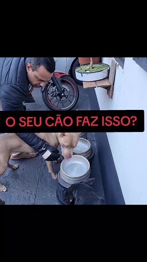 CÃO REATIVO COM COMIDA E POSSE... #PITBULL #cachorro #PET #fyp #dogtok | pitbulls