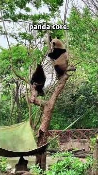 Panda Madness: The Cutest Clumsy Moments!