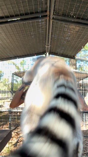 🌎Happy World Lemur Day! 🖤🐒 ‼️Today we are honoring some of the most endangered mammals on the planet and the very heart of Wildlife Wonderland. 💔Many of the lemurs who call our sanctuary home were once kept as pets. They were impulsively purchased by well-meaning people who didn’t realize how complex, intelligent, social, and high-needs these animals truly are. It’s extremely common for lemurs to become aggressive around age two this is normal behavior for them, but it often leads to them be