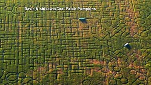 Corn Maze Chaos: When Fun Turns to Fear