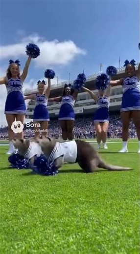 Go otters! #cheerleaders #cheerleader #otters #otterlyadorable