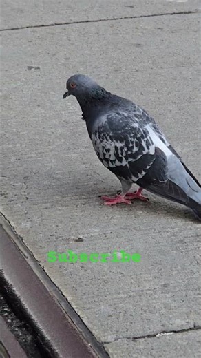 #94 The smart pigeon could sense for something else.